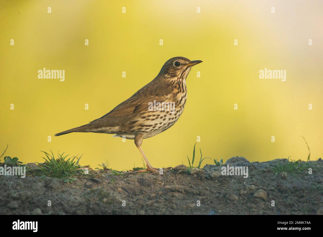 Sängerdrossel auf dem Boden. Stockfoto