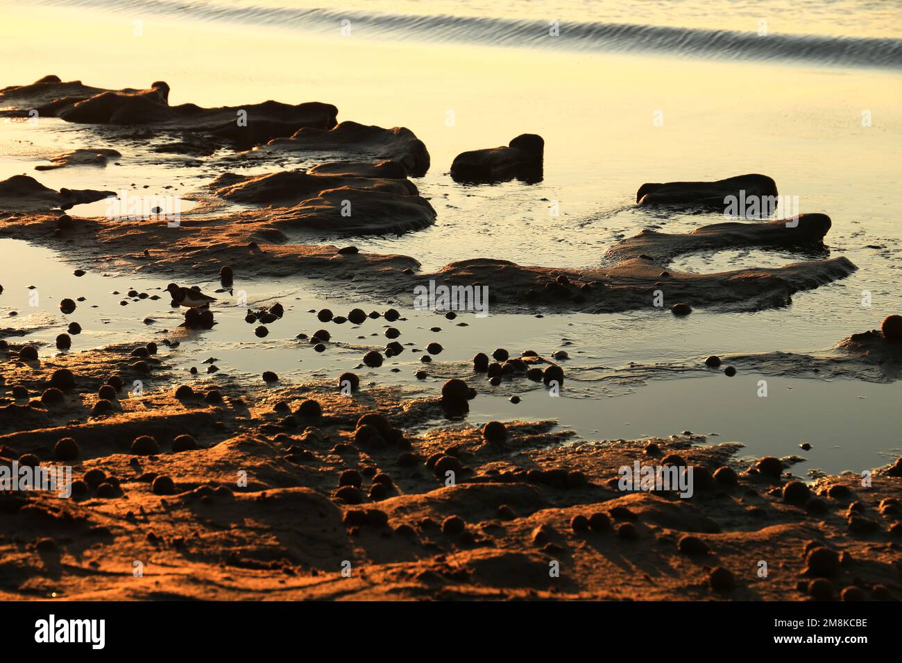 Trockene ozeanische Posidonia Algenbälle am Strand und Sand Textur an einem sonnigen Tag im Winter Stockfoto