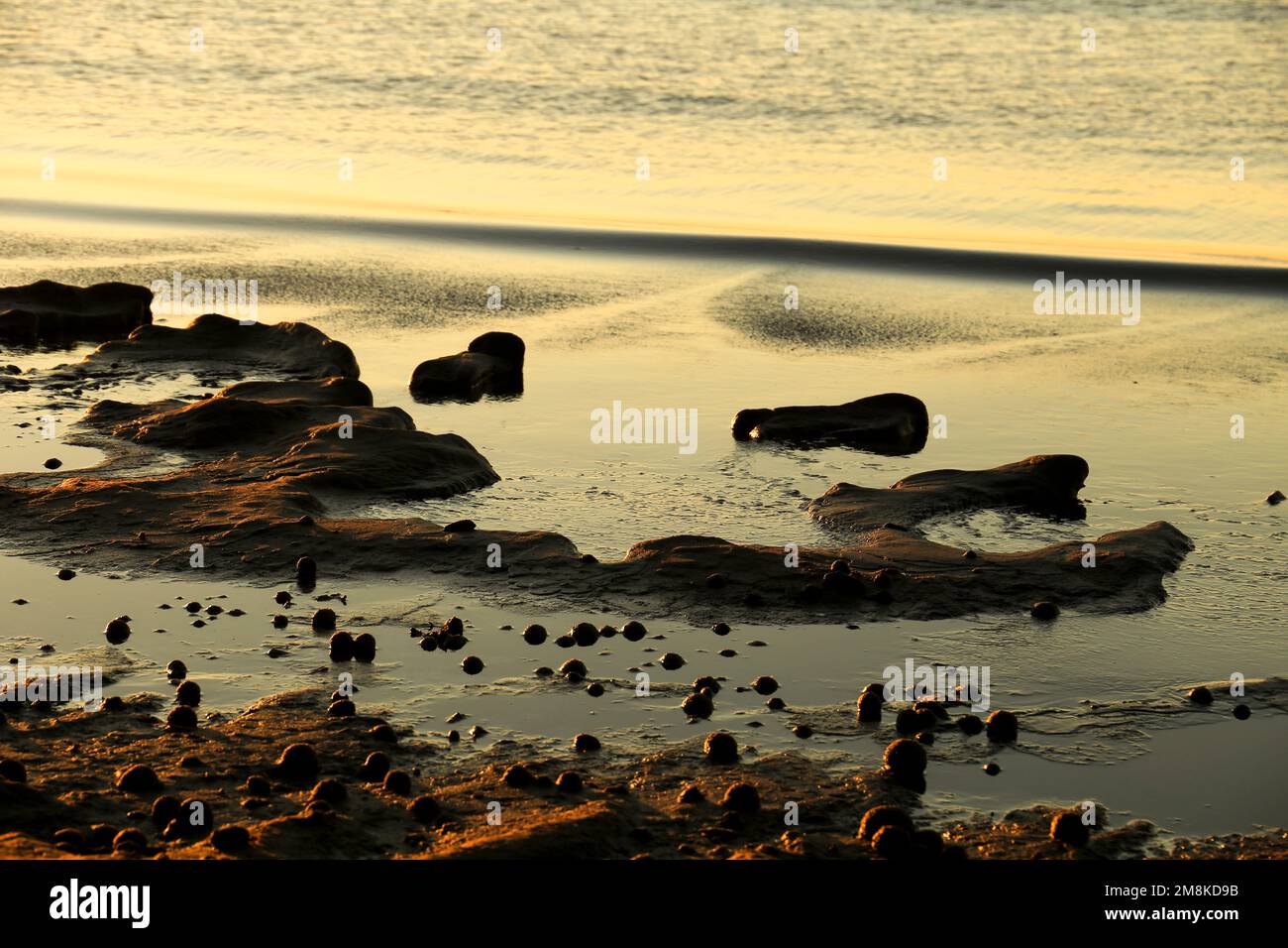 Trockene ozeanische Posidonia Algenbälle am Strand und Sand Textur an einem sonnigen Tag im Winter Stockfoto