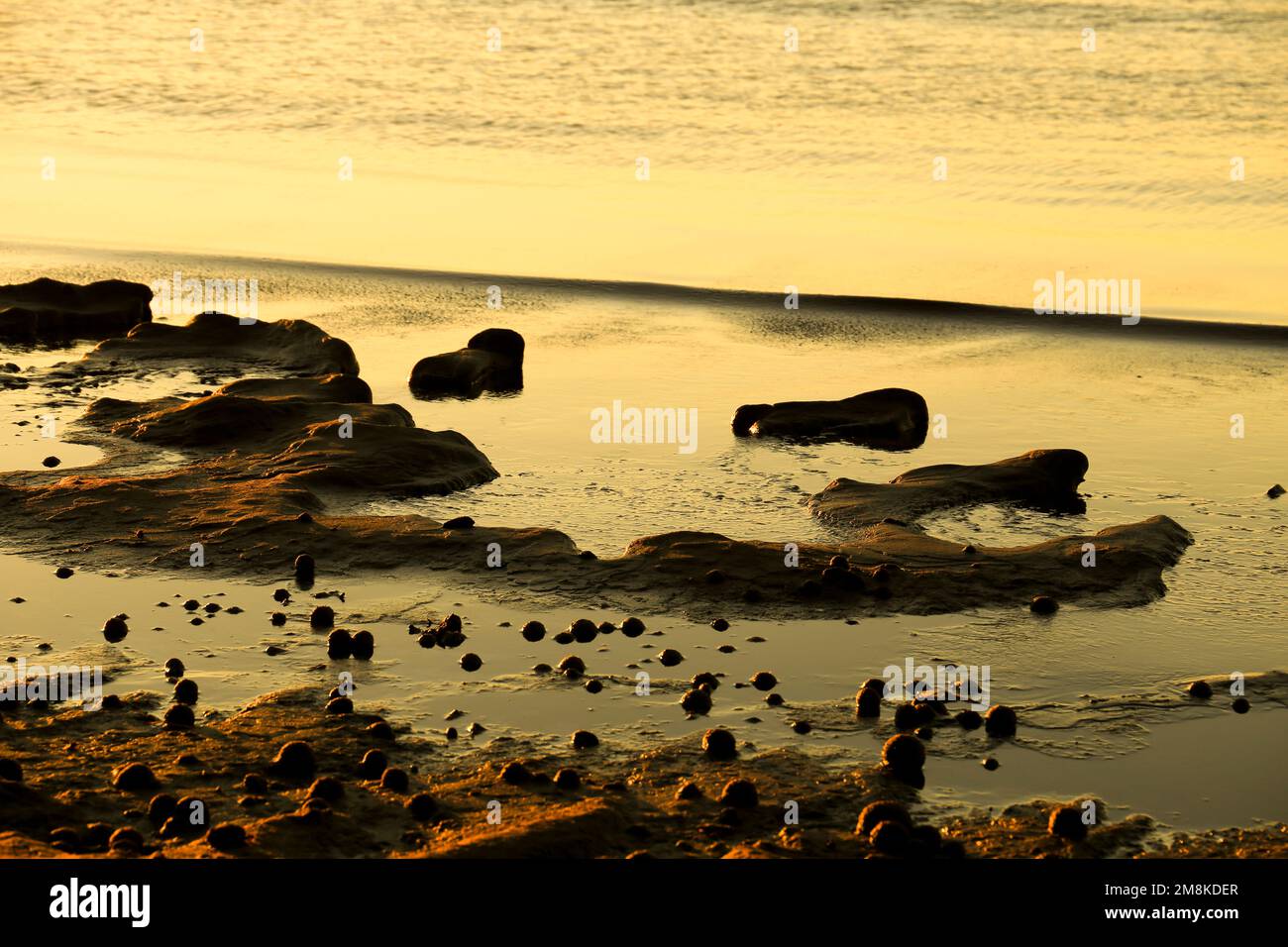 Trockene ozeanische Posidonia Algenbälle am Strand und Sand Textur an einem sonnigen Tag im Winter Stockfoto