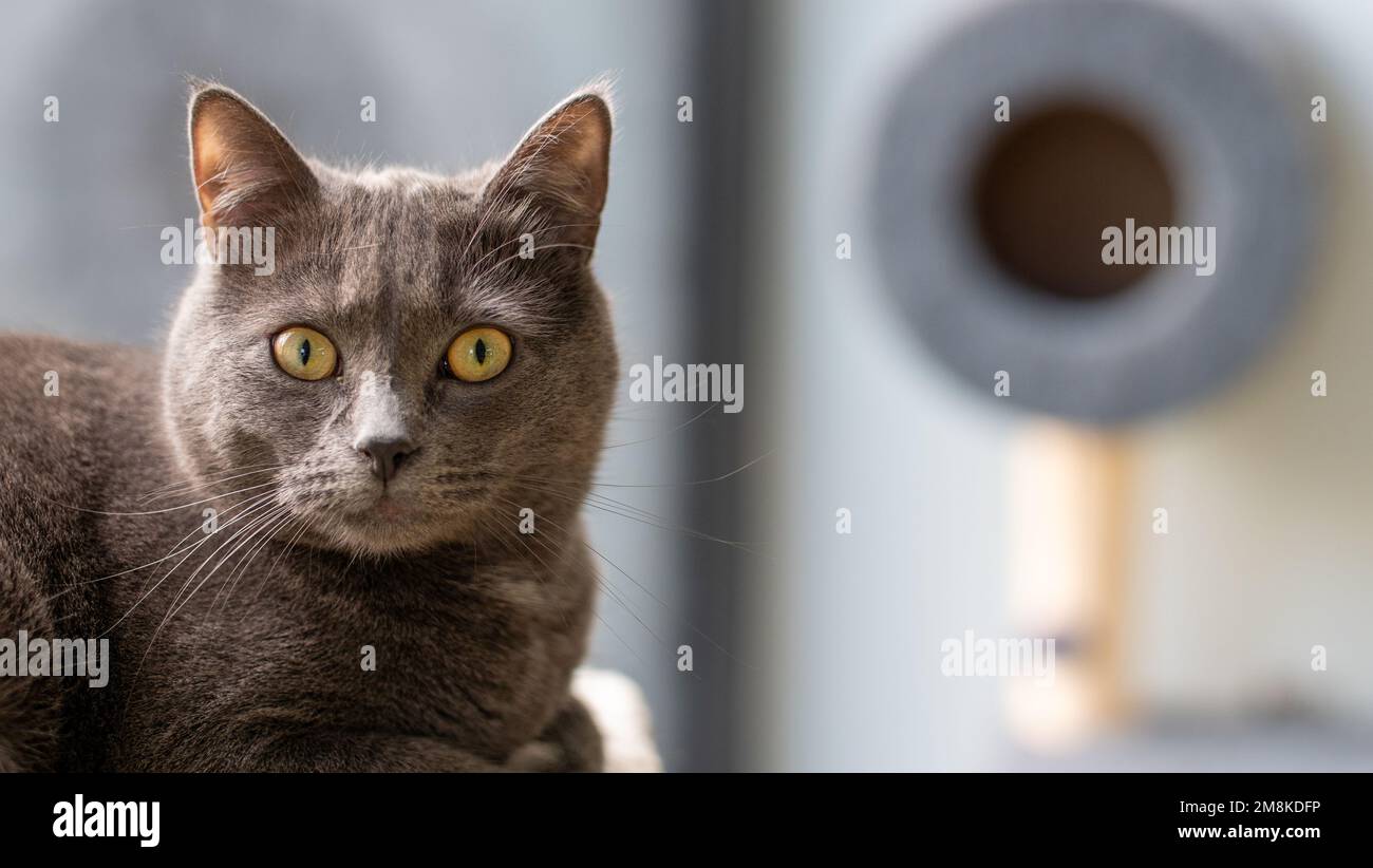 Graue reinrassige Katze, die in die Kamera schaut Stockfoto