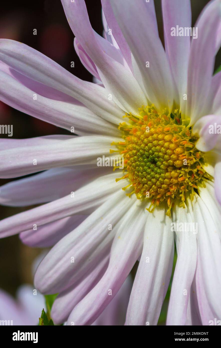 Chrysanthemum Large White mit einer violetten Nahaufnahme auf einem vertikalen Foto. Stockfoto