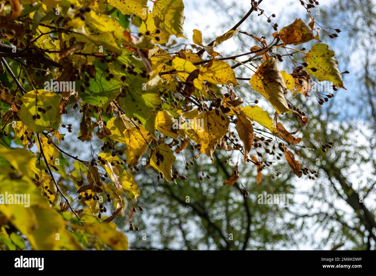 Herbstblätter werden gelb und trocknen auf Lindenzweigen mit Samen. Selektiver Fokus. Sonniger Tag. Stockfoto