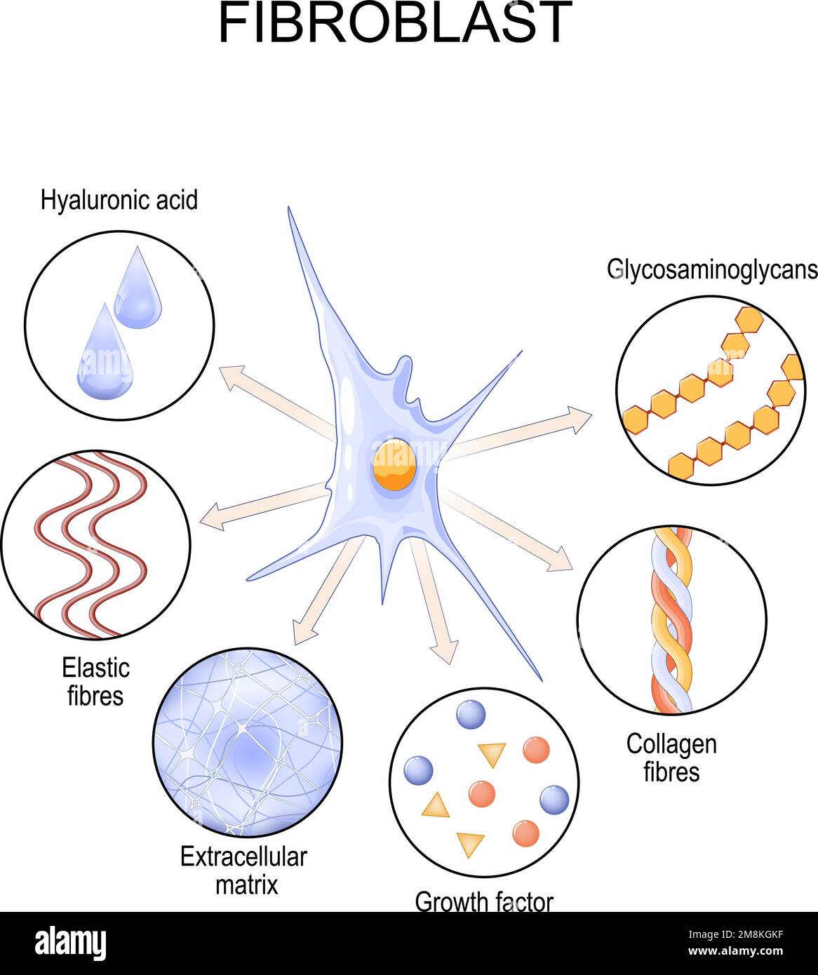 Fibroblasten. Zellstruktur und -Funktion. Biologische Zelle, die die extrazelluläre Matrix synthetisiert, und Kollagen Stock Vektor