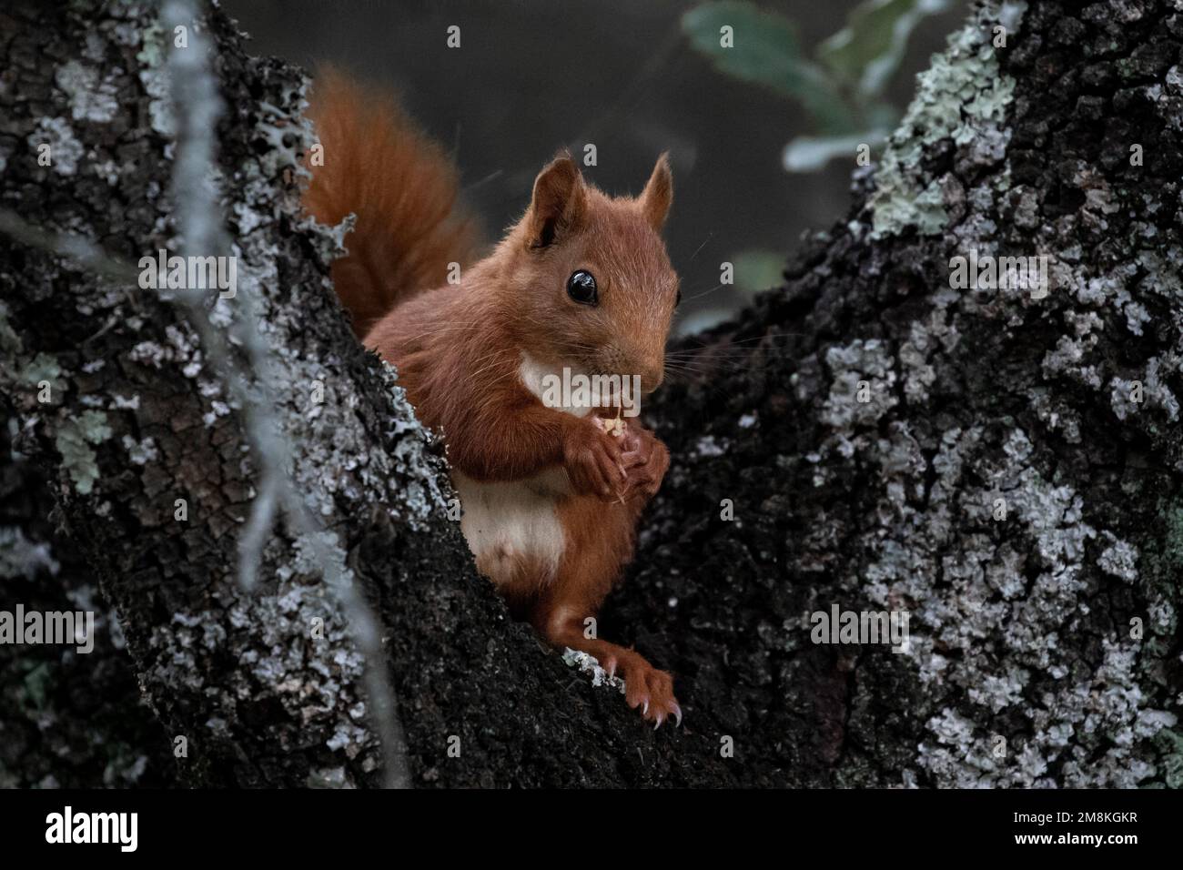 Ein rotes Eichhörnchen (Sciurus vulgaris) im Park Monsanto in Lissabon. Stockfoto