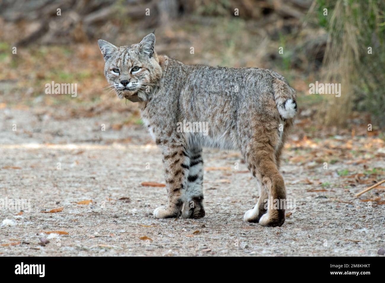 Bobcat (Lynx rufus) mit Funkhalsband Stockfoto