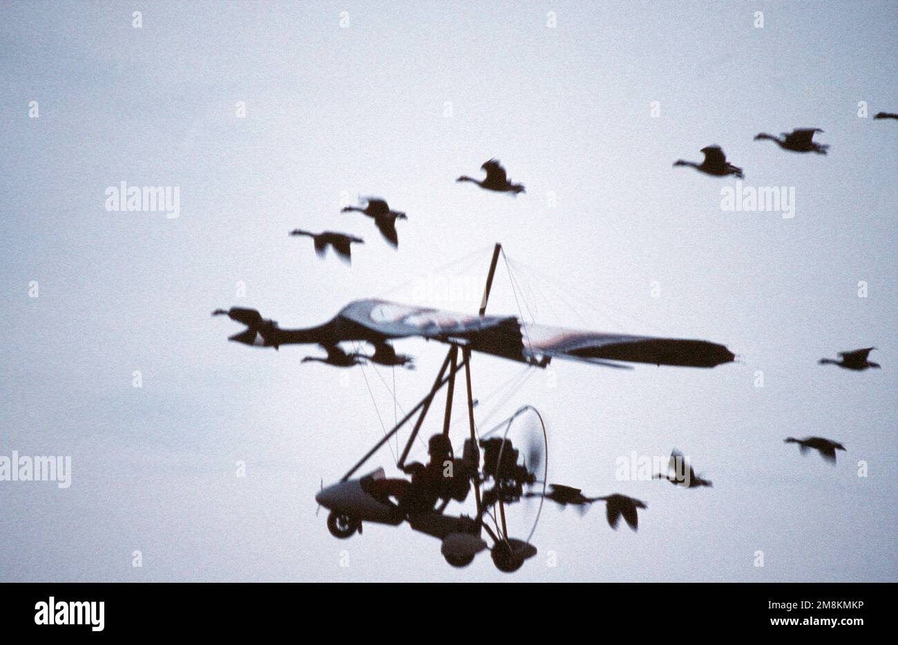 In einer Szene aus einem Columbia Pictures Film, genannt „Pater Goose“, ein ultraleichtes Flugzeug, das wie eine Riesengansfliege mit einer schar gänse aussieht. Aus DEM AIRMAN Magazine Dezember 1995 Artikel "Goosed". Basis: Niagara Falls Luftwaffenstützpunkt Bundesstaat: New York (NY) Land: Vereinigte Staaten von Amerika (USA) Stockfoto