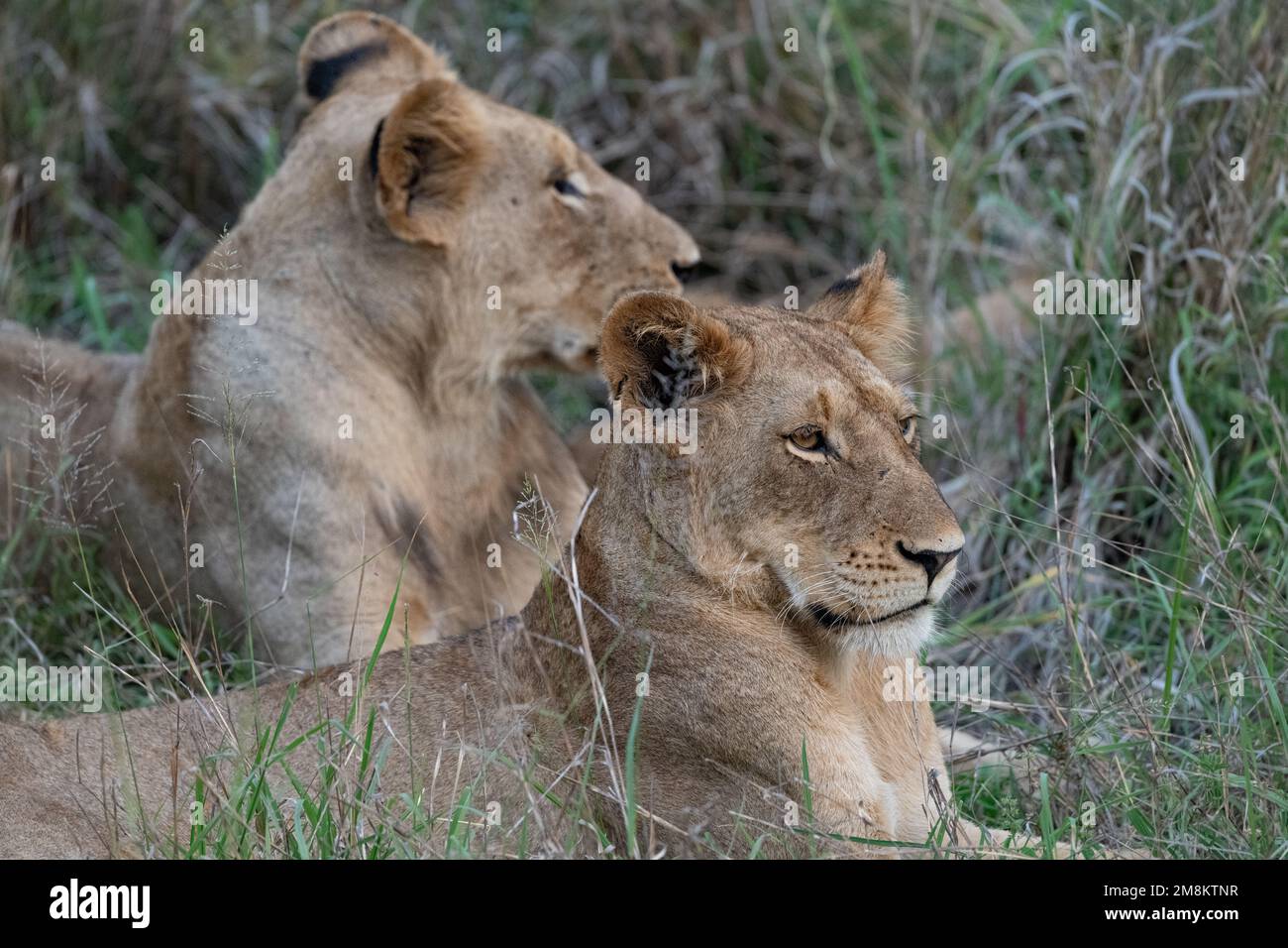 Nahaufnahme der Gesichter von zwei Löwen, die im grünen Gras des Kruger-Nationalparks, Südafrika, lagen Stockfoto