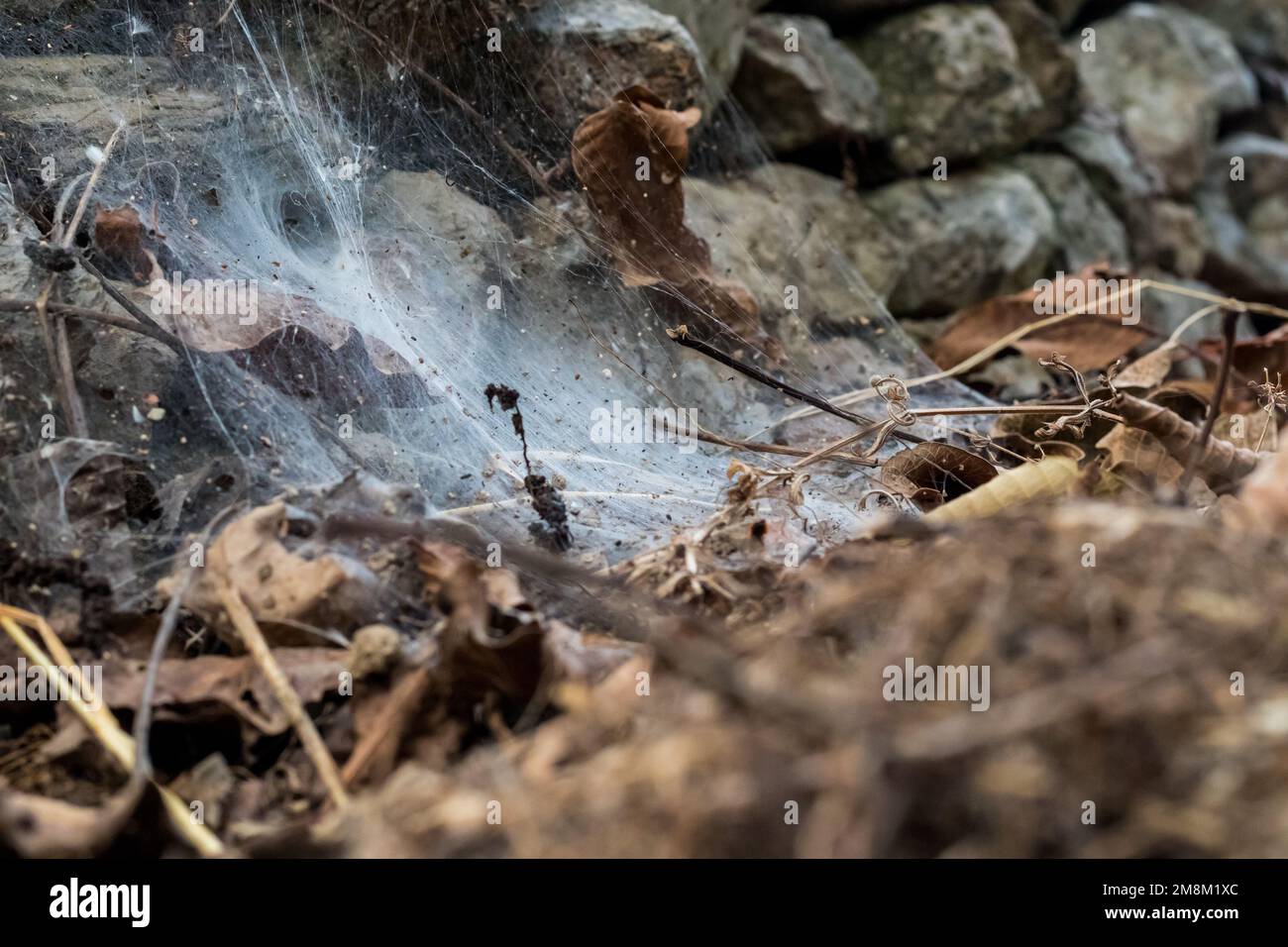Spinnennetz auf Steinen und Feldboden. Insekten und Blätter werden im Netz gefangen Stockfoto