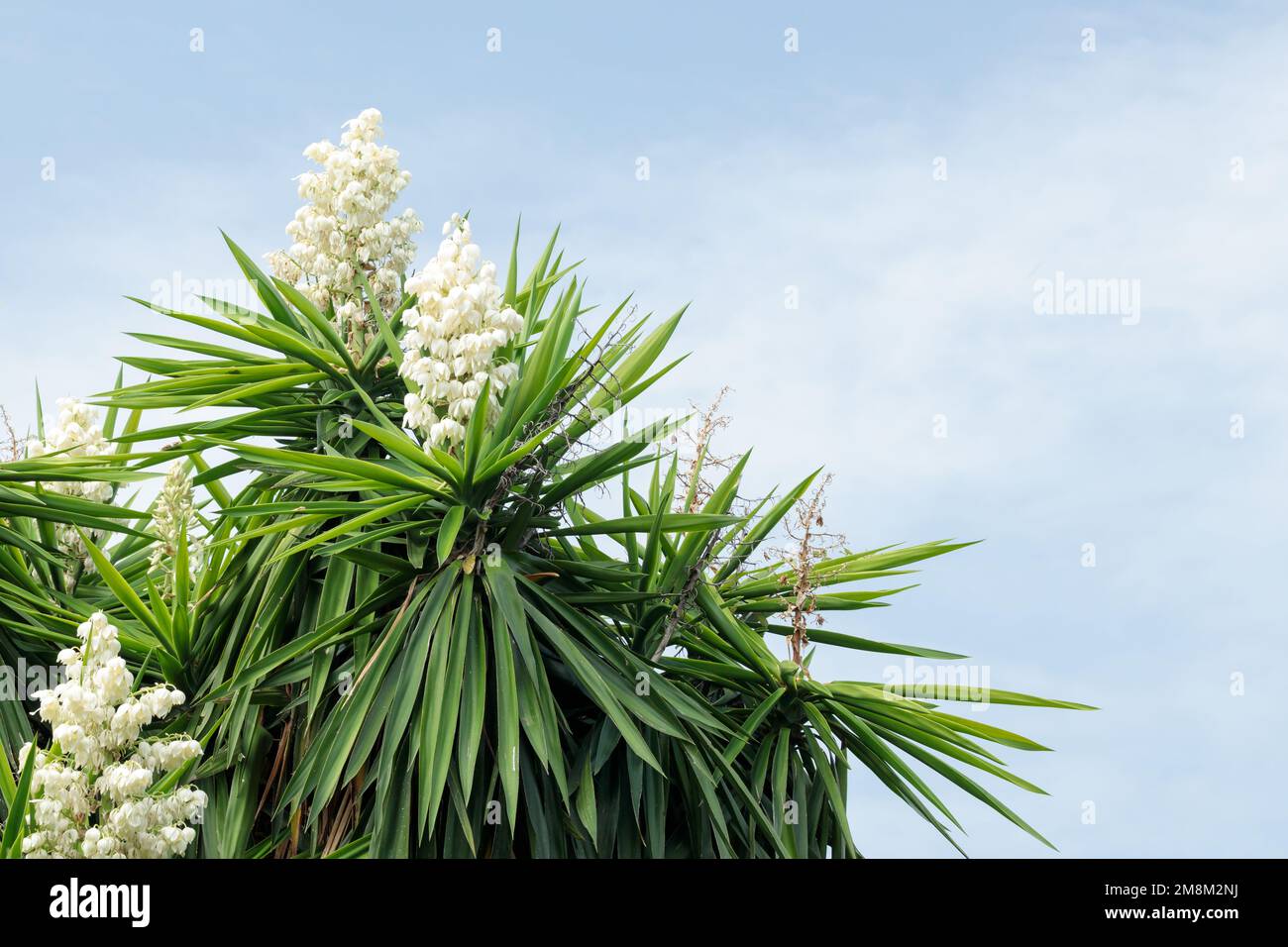 Yucca gigantea (Yucca elephantipes, Yucca guatemalensis) - eine Art Yucca. Weiße Blumen am Himmel, Kopierraum Stockfoto