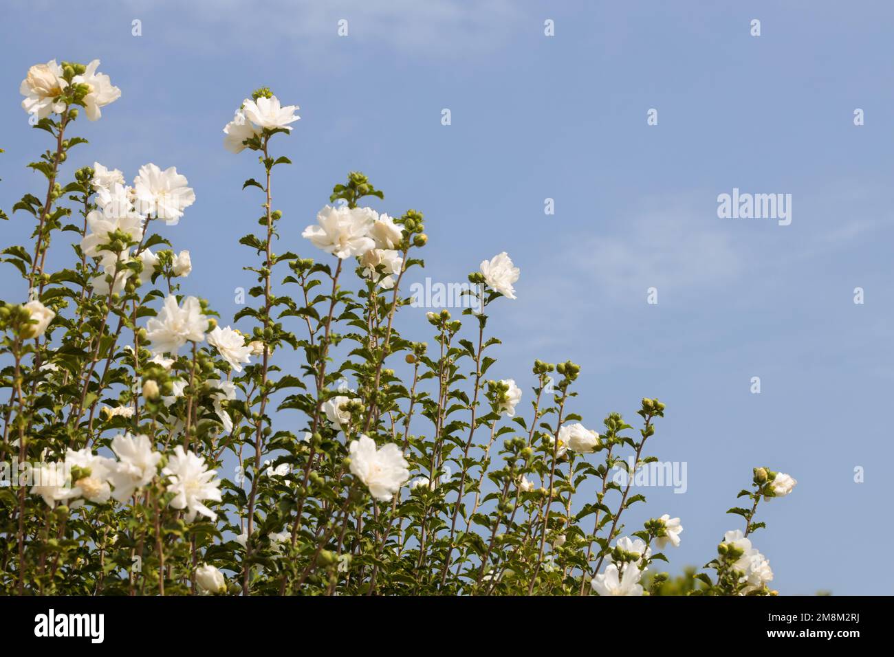 Eine Gruppe weißer Schuppen vor einem blauen Himmel. Blume oder Hibiskus Stockfoto