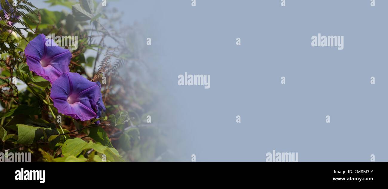 Ipomoea purpurea, Blütenhintergrund oder Banner. Kopierbereich für Text. Stockfoto