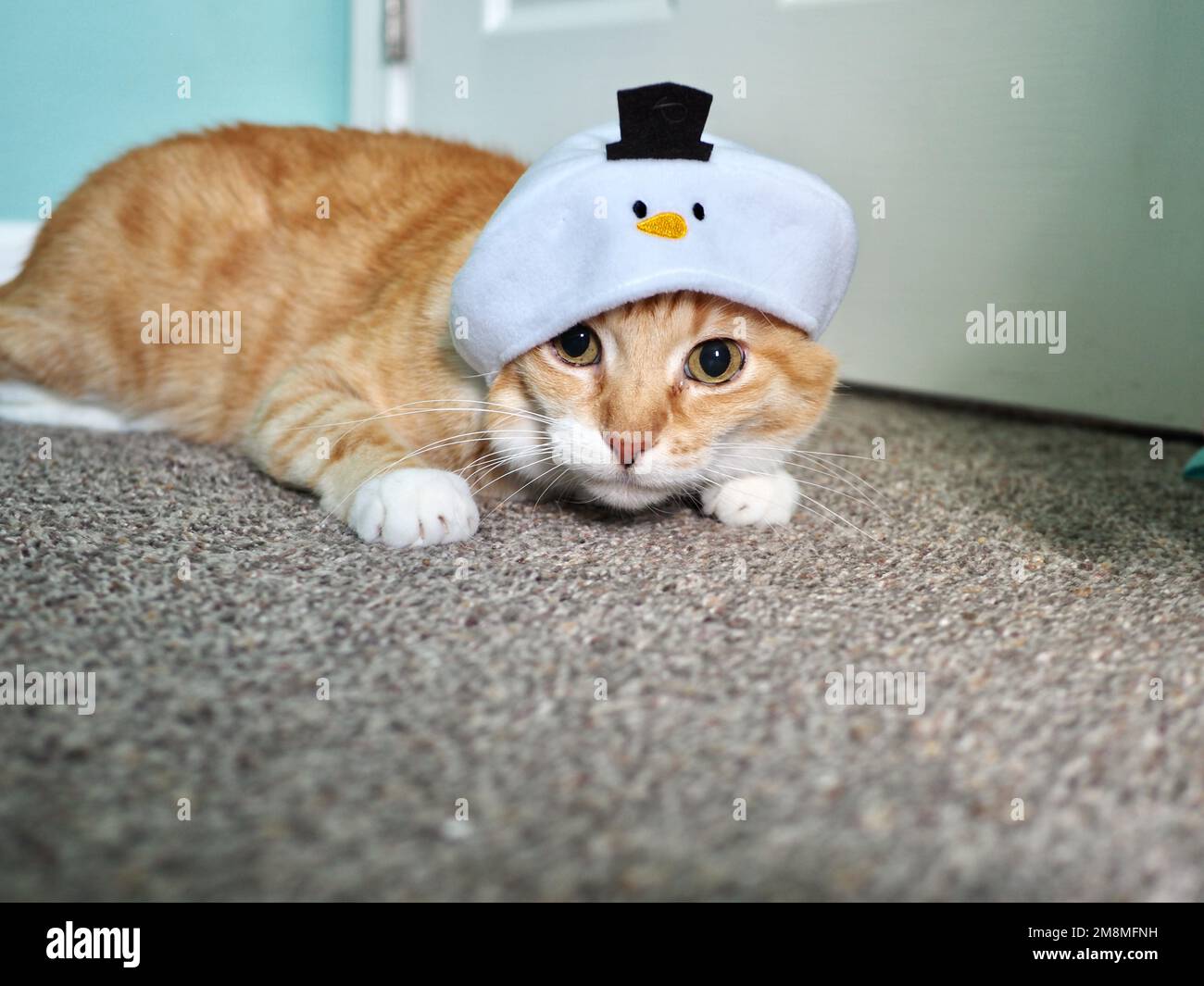 Mika der Orange Tabby im Snowman Kostüm Stockfoto