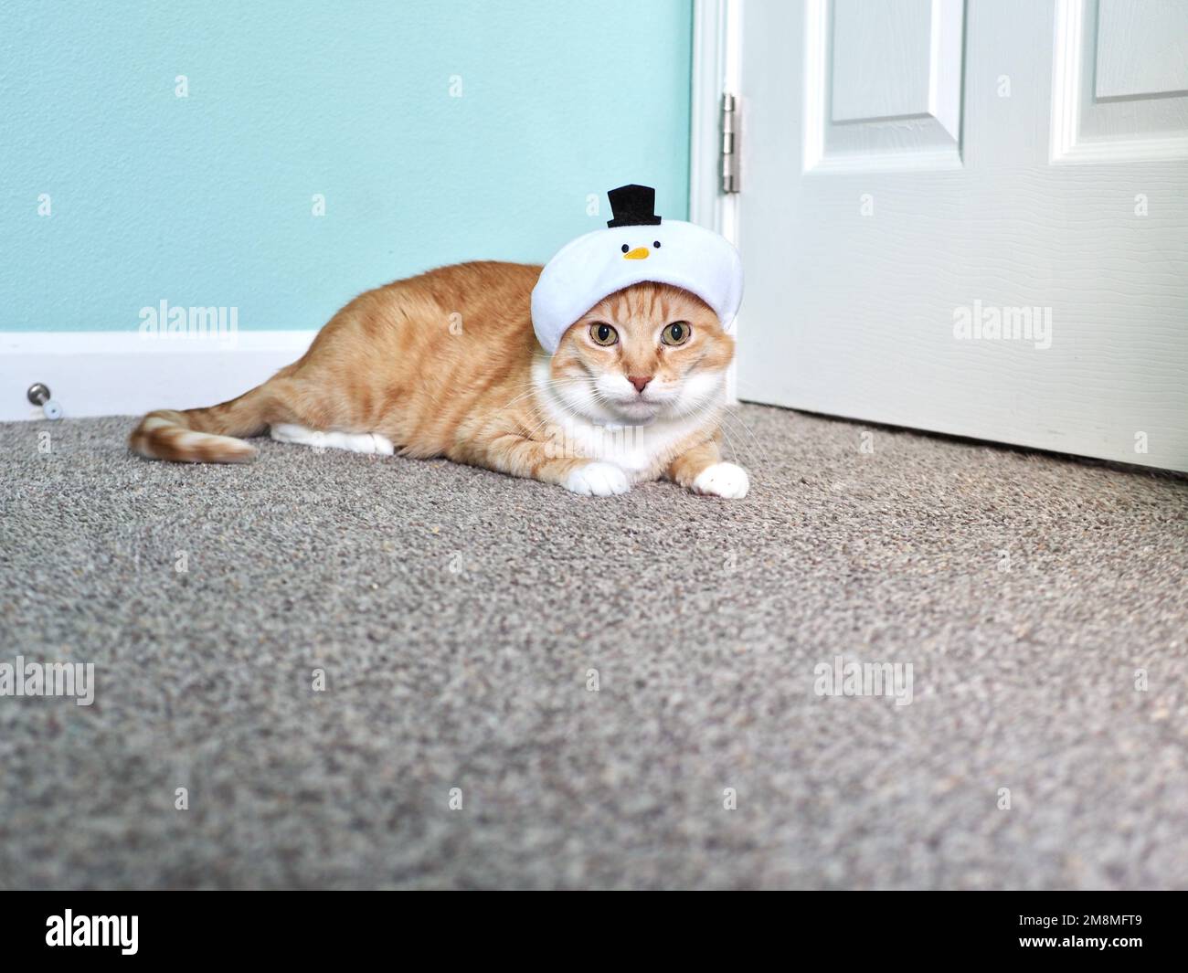 Mika der Orange Tabby im Snowman Kostüm Stockfoto