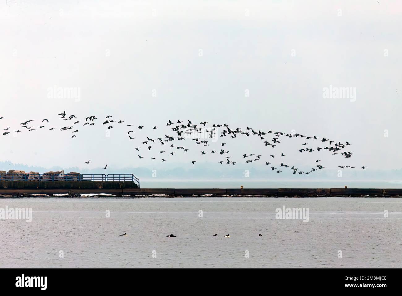 Eine Herde kanadischer Gänse, die über den Michigansee fliegen Stockfoto