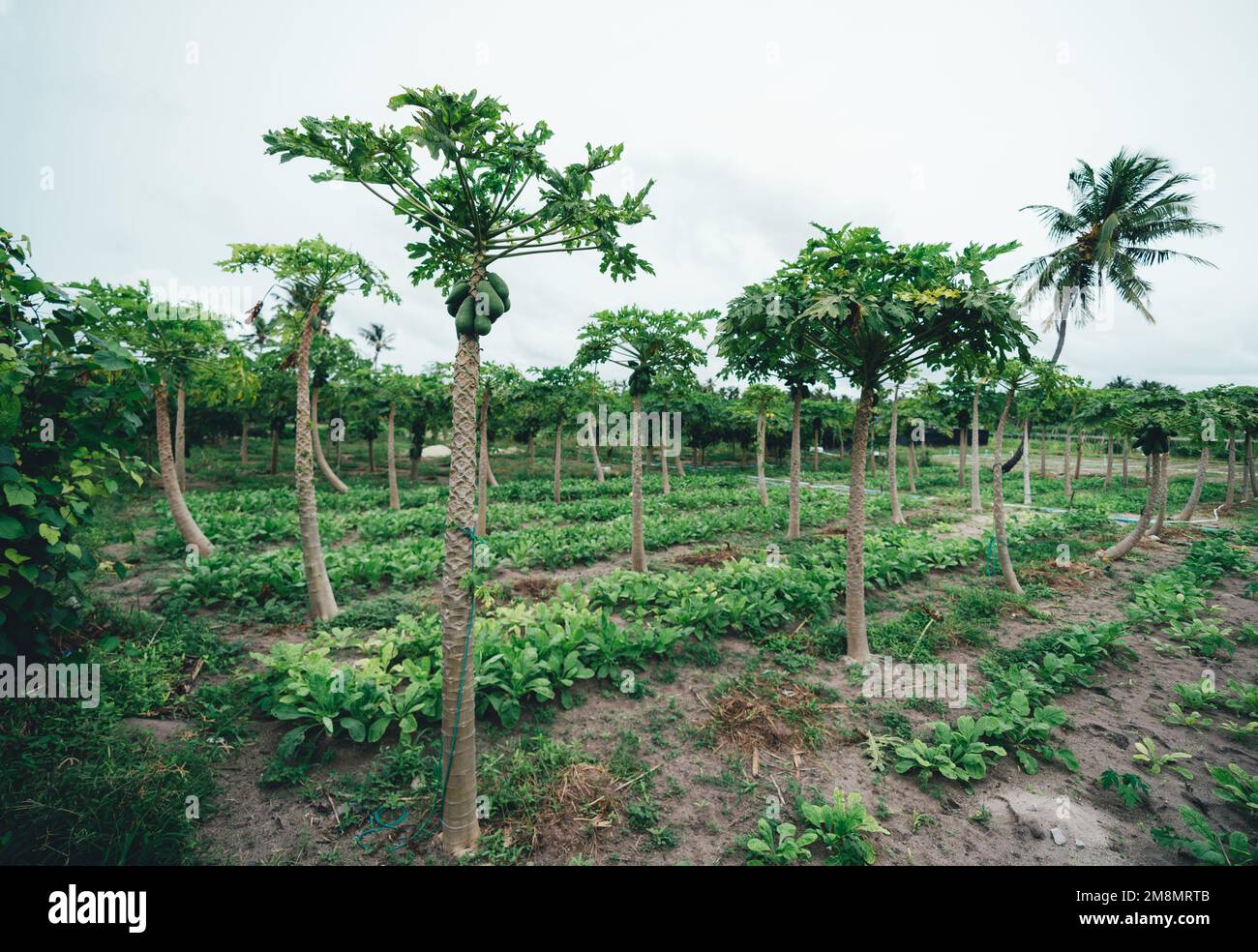 Weitwinkelansicht eines Papaya-Erntefeldes, das aus Obstbäumen besteht, die alle horizontal ausgerichtet sind, abwechselnd mit der Bodenvegetation auf T Stockfoto