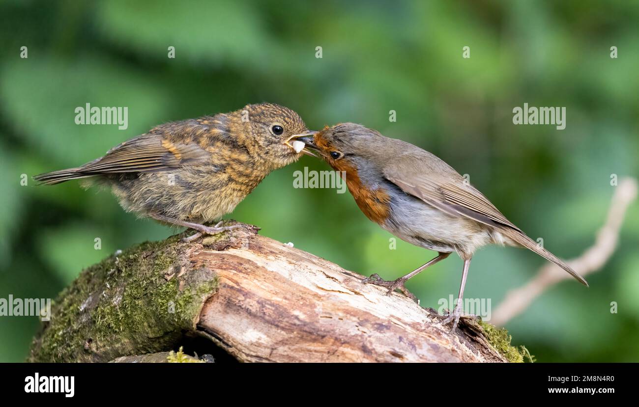 Europäischer Robin [ Erithacus rubecula ] Erwachsener Vogel, der Samen an Jungtiere verfüttert, auf altem Baumstamm Stockfoto