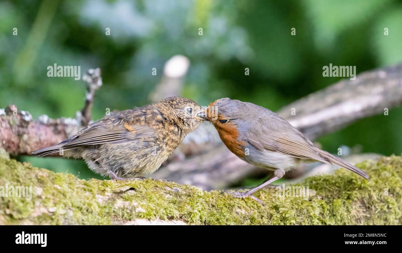 Europäischer Robin [ Erithacus rubecula ] Erwachsener Vogel, der Jungtiere mit altem Moos-Baumstamm füttert Stockfoto