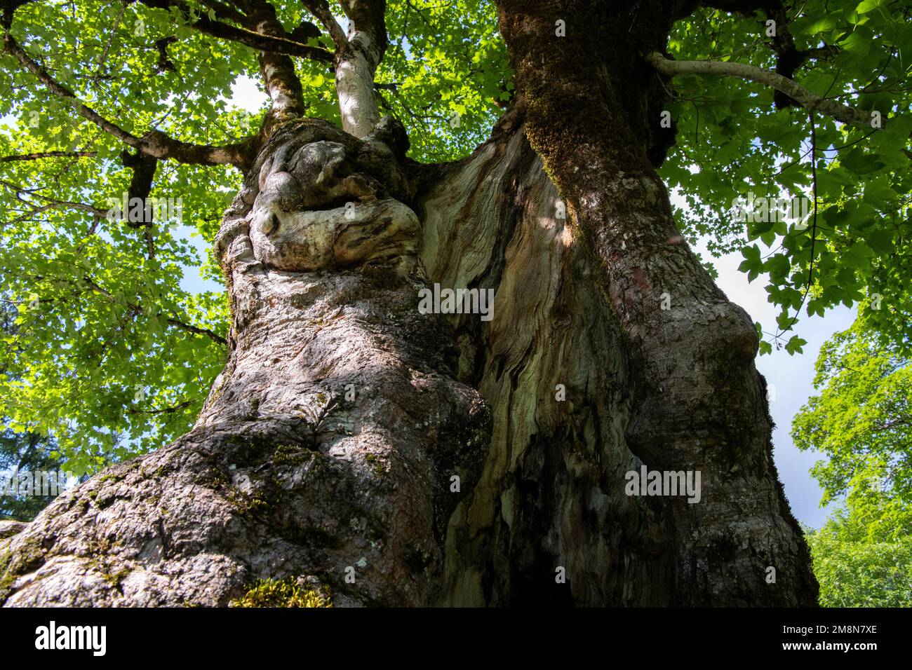 Ahornsirup (Acer pseudoplatanus), Blick auf einen hohlen Stamm in die Baumkronen, Schwangau, Deutschland Stockfoto