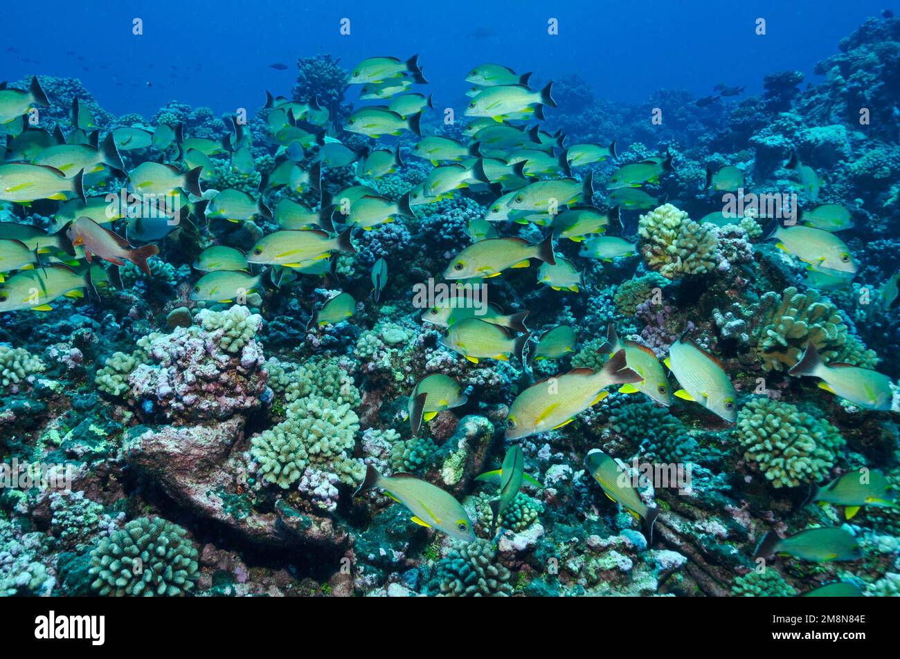 Roter Buckelschnapper (Lutjanus gibbus) über Hartkorallen in Fakarava, Südsee, Französisch-Polynesien Stockfoto