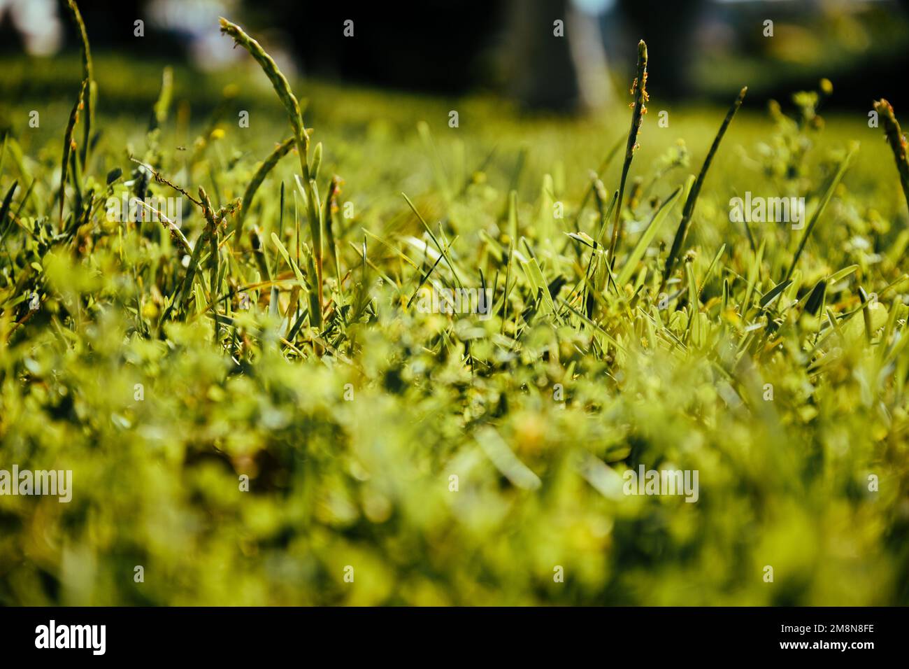 Nahaufnahme von frischem grünem Gras, Platz für Ihr Produkt. Stockfoto