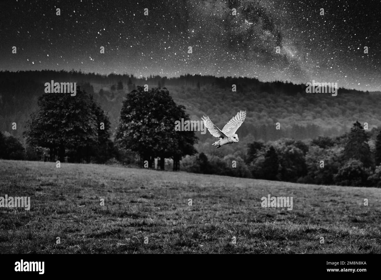 Scheuneneule (Tyto alba), Flug über eine Wiese, Nachthimmel, monochrom, Neuhaus im Solling, Naturpark Solling-Vogler, Niedersachsen, Deutschland Stockfoto