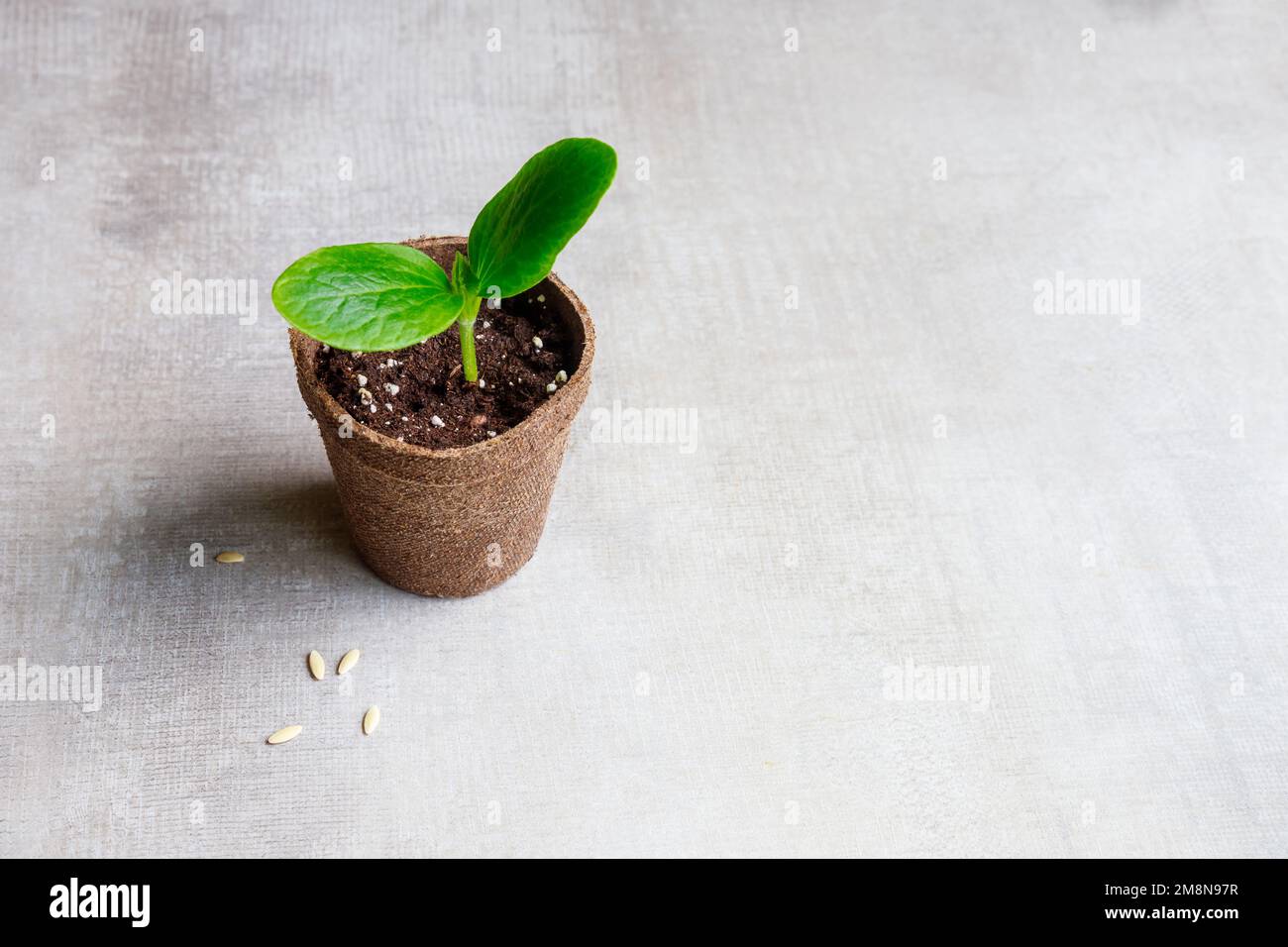 Ein junger Gurkenkeimling wächst in einem Topf. Stockfoto