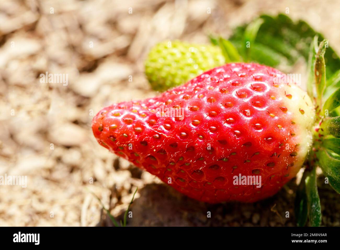 Nahaufnahme reifer biologischer Erdbeeren im Garten. Stockfoto