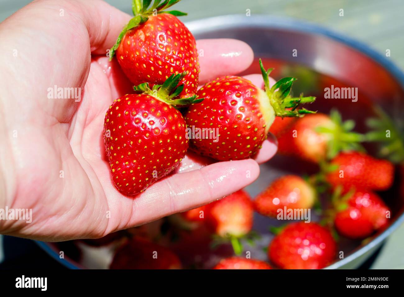 Waschen reifer und roter Erdbeeren durch eine Frau. Stockfoto