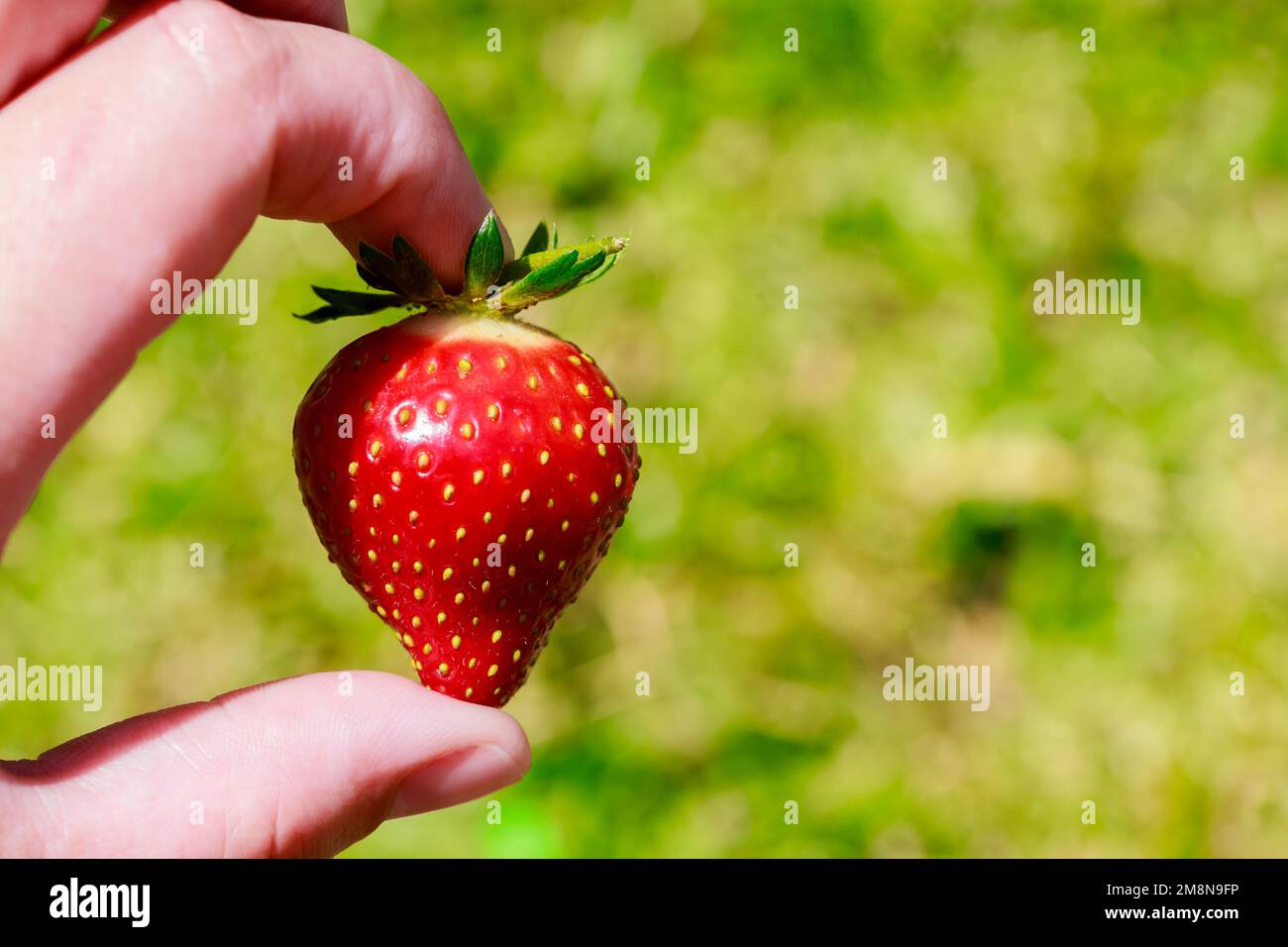 Eine Frau, die große, rote und reife Erdbeeren hält. Stockfoto