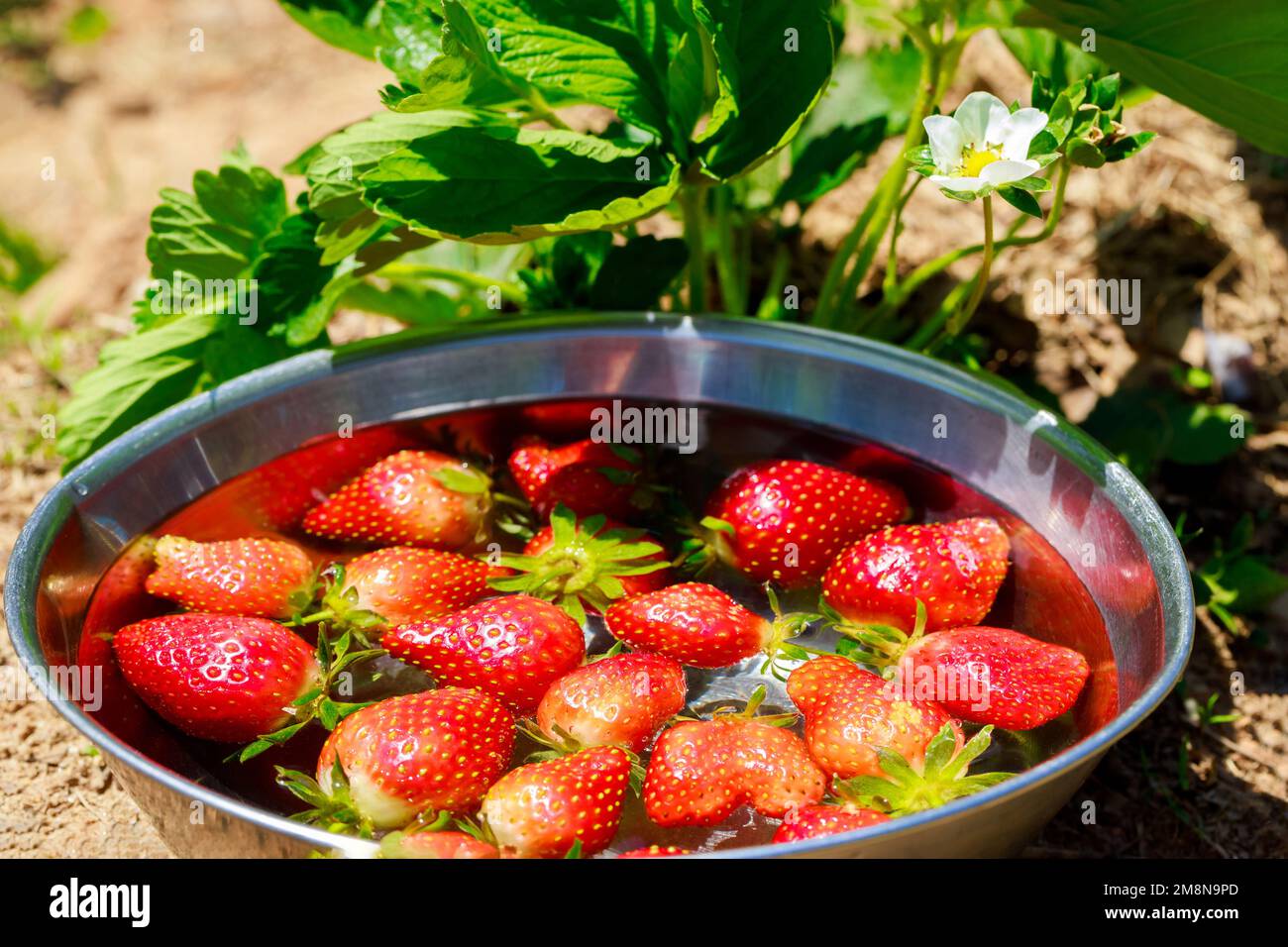 Rote und saftige Erdbeeren in einer Schüssel mit Wasser. Stockfoto