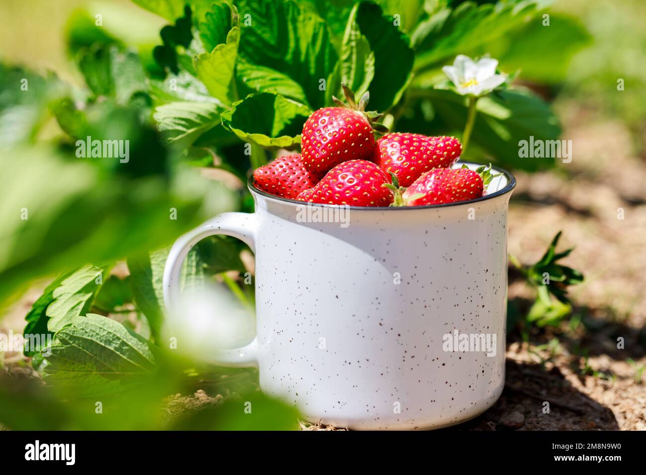 Reife und saftige Bio-Erdbeeren aus dem Garten. Stockfoto