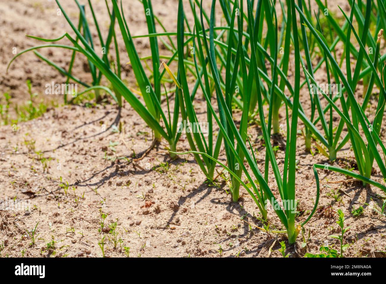 Eine Reihe grüner Zwiebeln wächst im Boden. Stockfoto