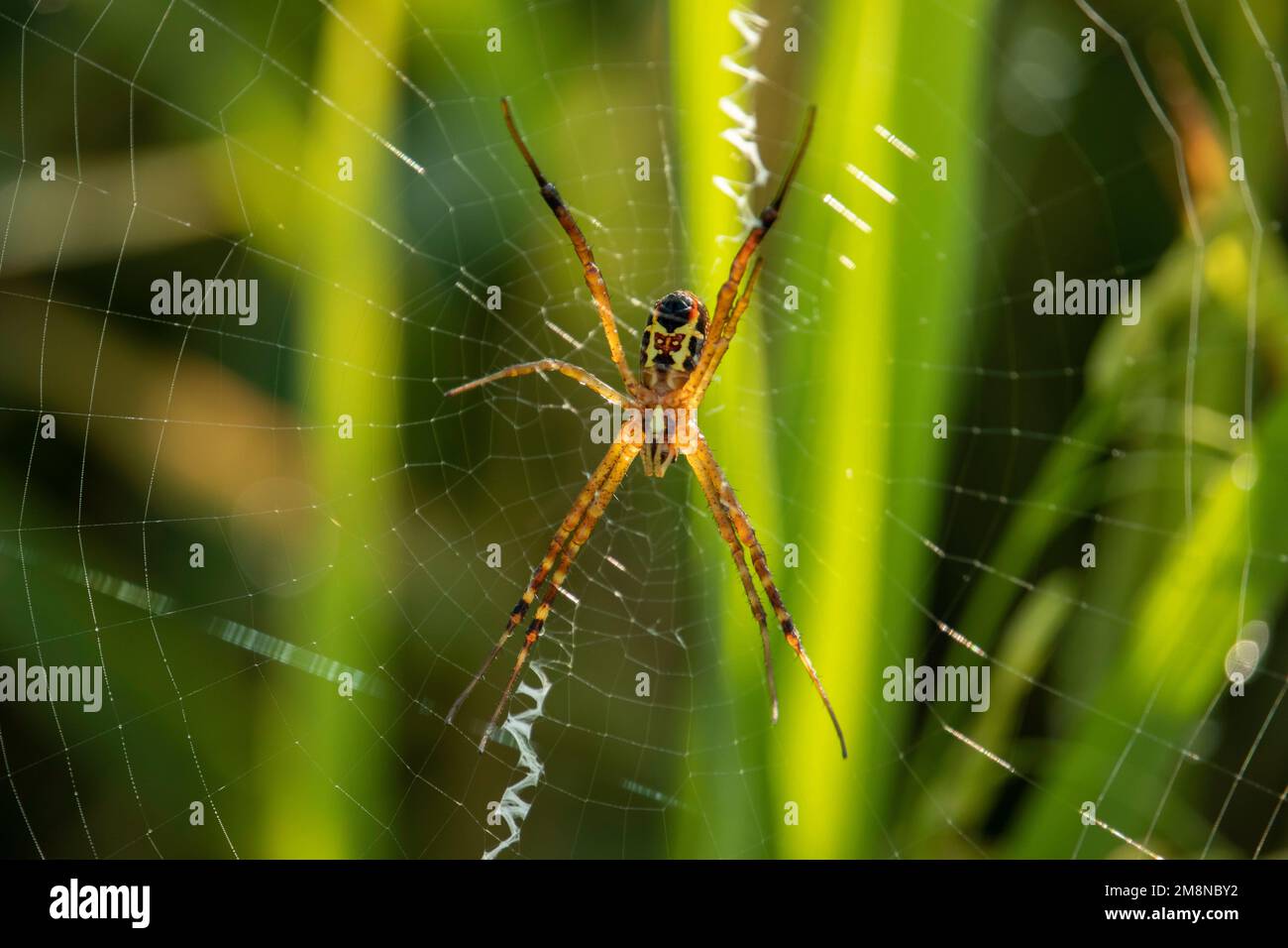 Die Spinne im Nest Stockfoto