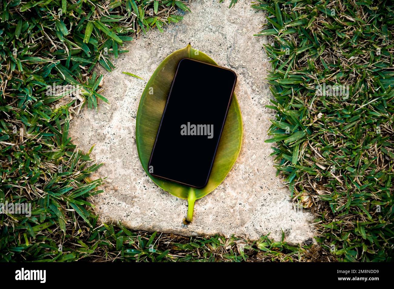 Ein Telefon auf dem Blatt eines Sommerbaums, ein Ort für Ihre Website und Werbung. Sommermocup in der Nähe von Grün und Gras Stockfoto