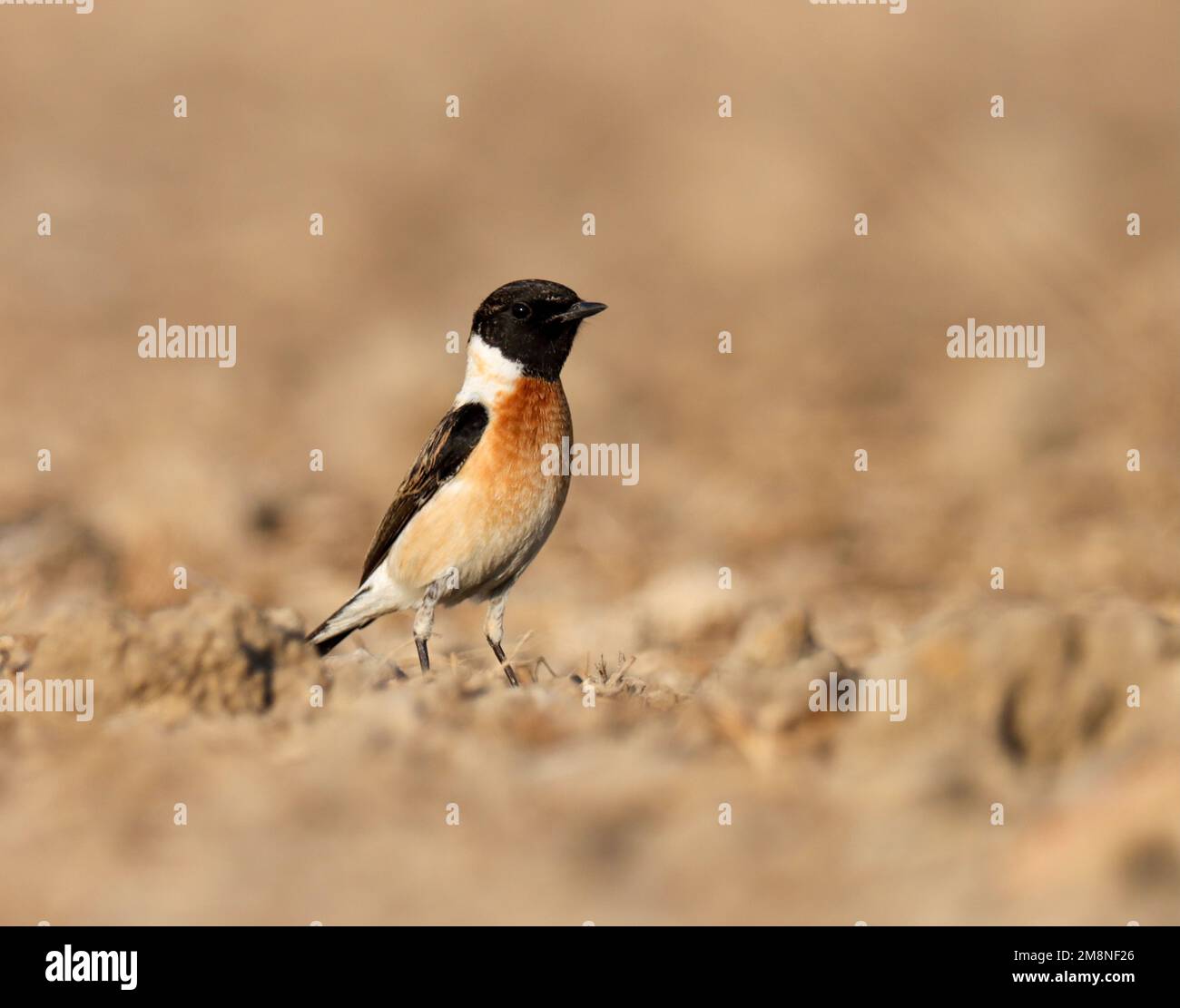 Steinechat auf dem Boden. Sibirisches Steinechat. Asiatisches Stonechat. Stockfoto