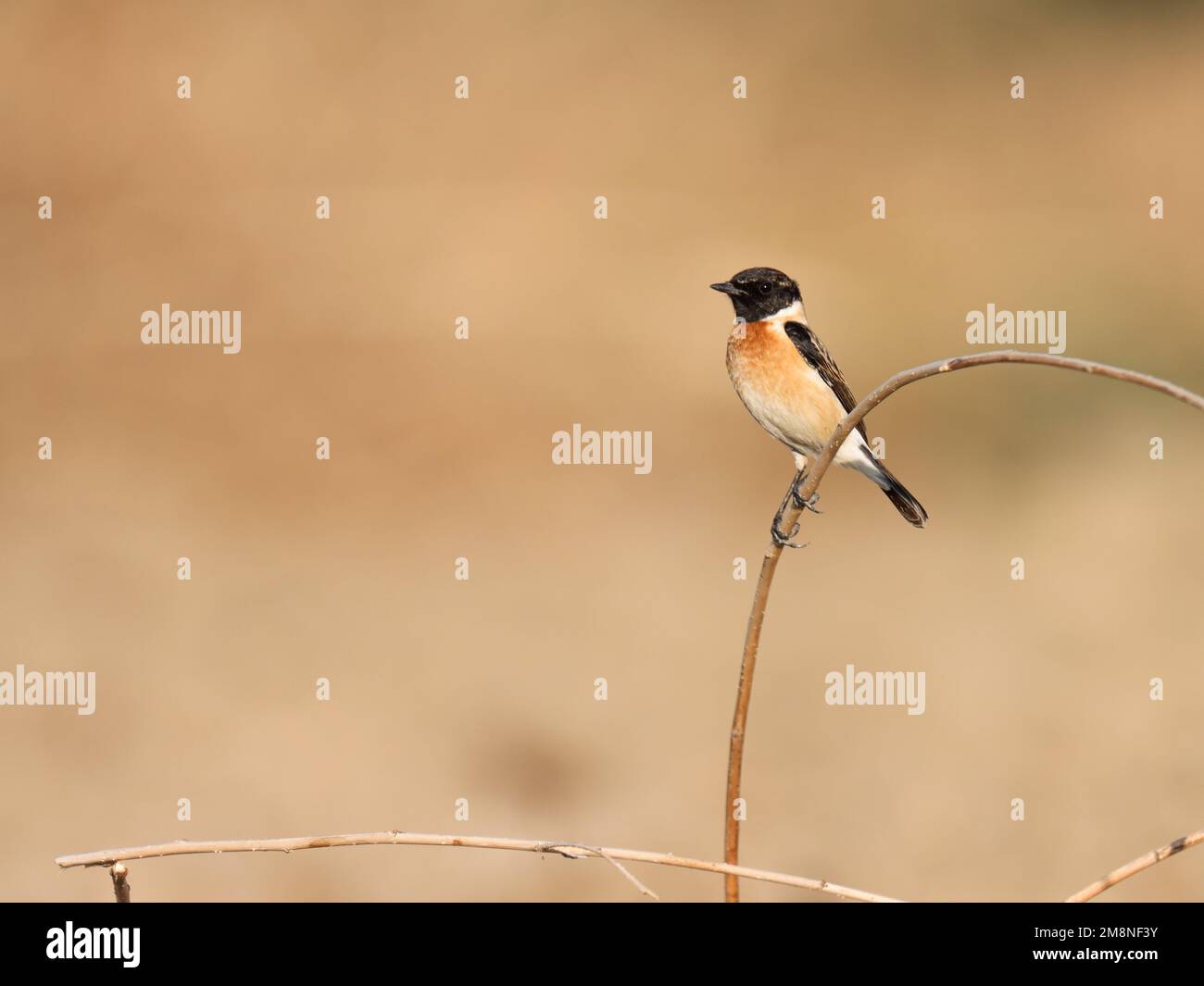 Steinechat sitzt auf dem Ast. Sibirisches Steinechat. Asiatisches Stonechat. Stockfoto