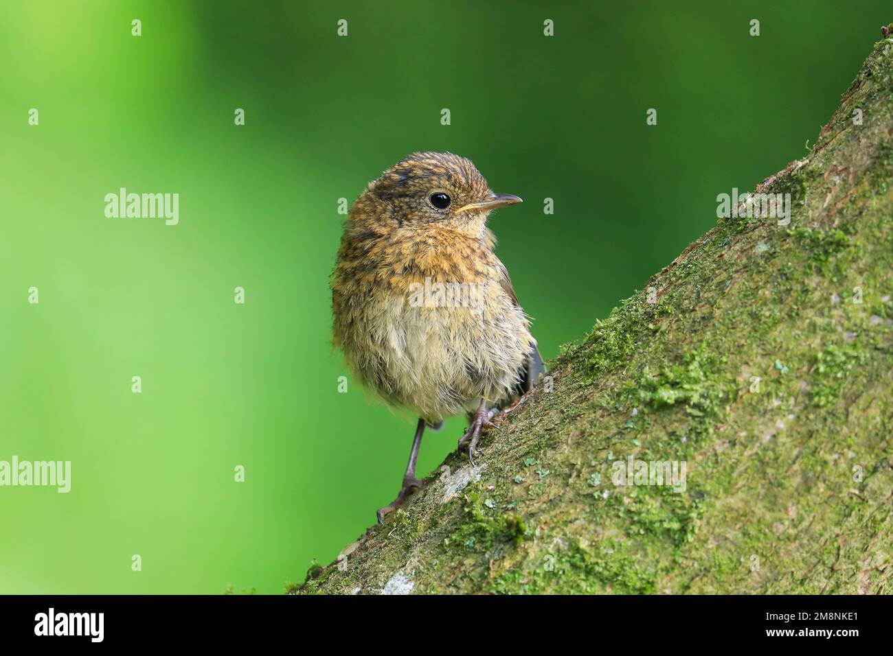 Europäischer Robin [ Erithacus rubecula ] Juvenile Vogel auf Baumstamm Stockfoto