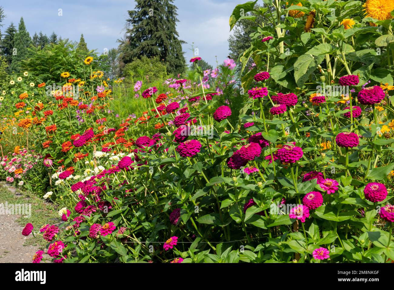 Bellevue, Washington, USA. Eine Reihe eleganter Zinnien in verschiedenen Farben und anderen Blumen. Stockfoto