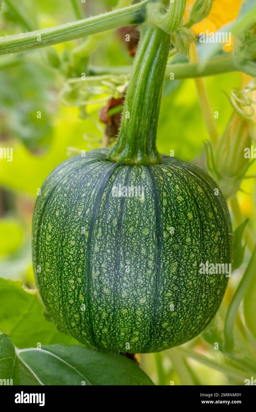 Bellevue, Washington, USA. Acht Ball Squash auf der Liane. Stockfoto