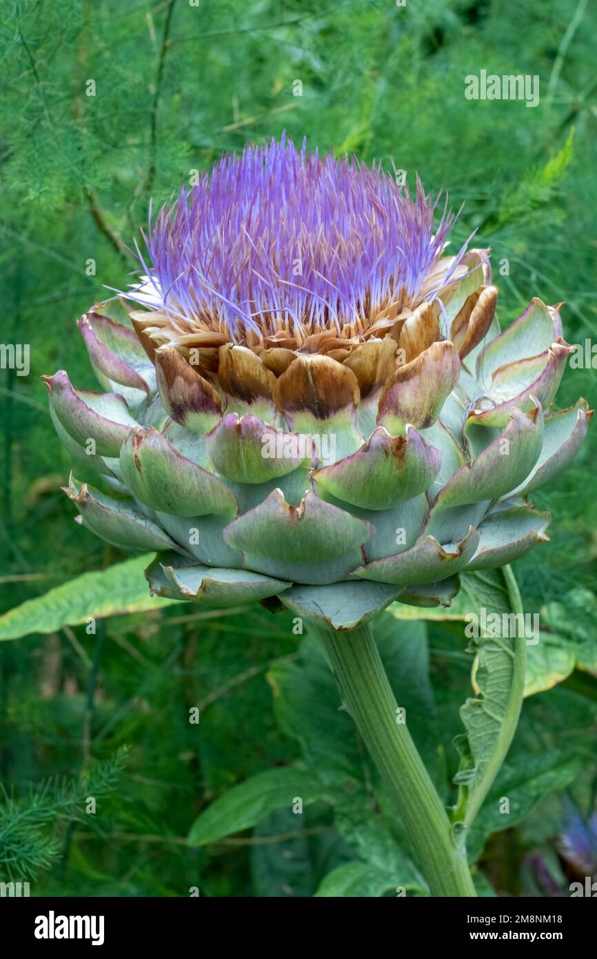 Bellevue, Washington, USA. Artischocken-Pflanze in Blüte, nicht mehr essbar. Stockfoto