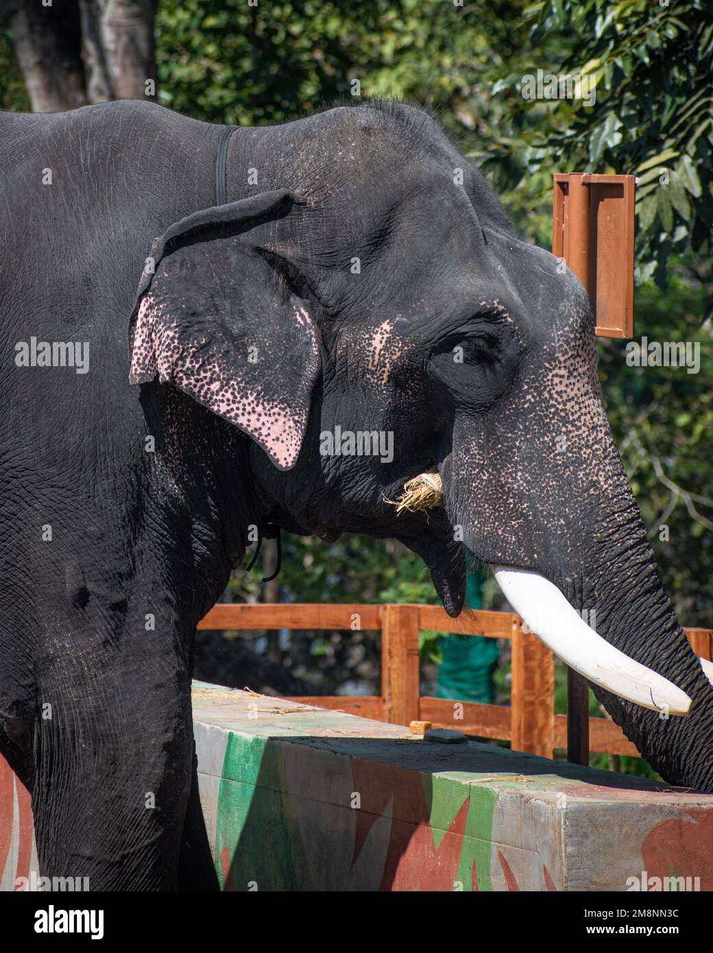 Ein Bild eines indischen Elefanten im Elefantenlager in Coorg, Karnataka, Indien Stockfoto