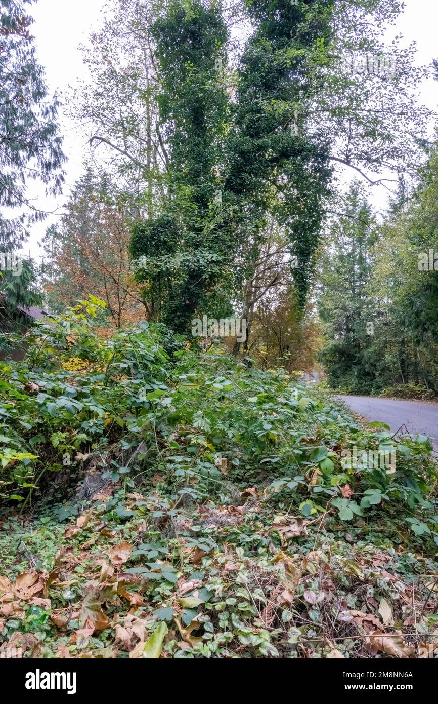Issaquah, Washington, USA. Vier invasive Arten sind abgebildet: Bottom - Yellow Archangel, Middle: Himalayan Blackberry und Evergreen (auch Cutleaf genannt) b Stockfoto