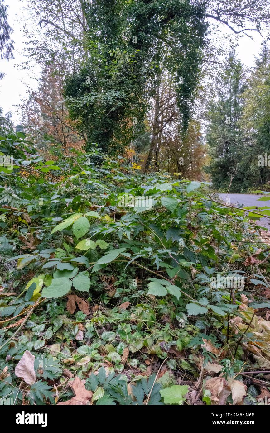 Issaquah, Washington, USA. Vier invasive Arten sind abgebildet: Bottom - Yellow Archangel, Middle: Himalayan Blackberry und Evergreen (auch Cutleaf genannt) b Stockfoto