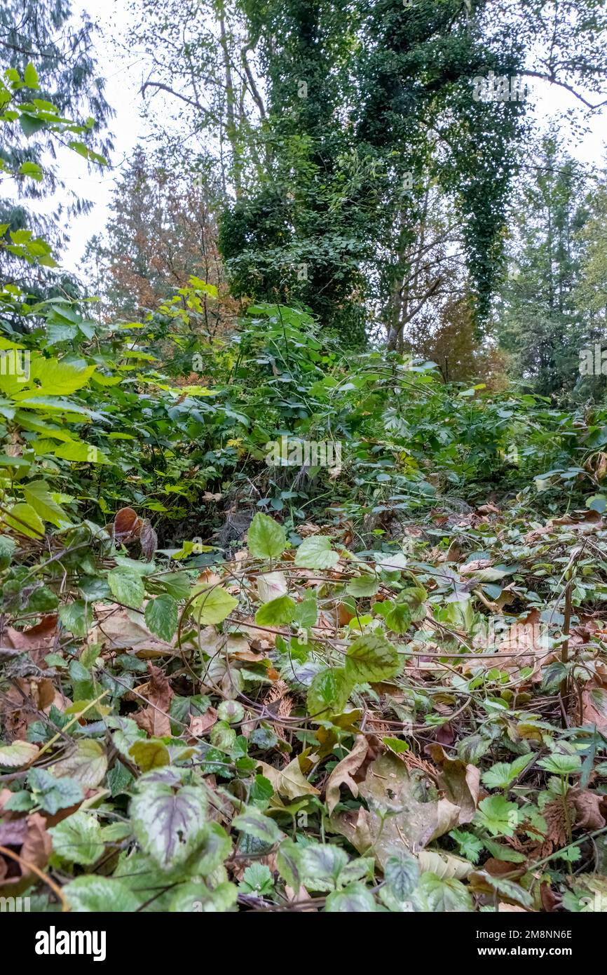 Issaquah, Washington, USA. Vier invasive Arten sind abgebildet: Bottom - Yellow Archangel, Middle: Himalayan Blackberry und Evergreen (auch Cutleaf genannt) b Stockfoto