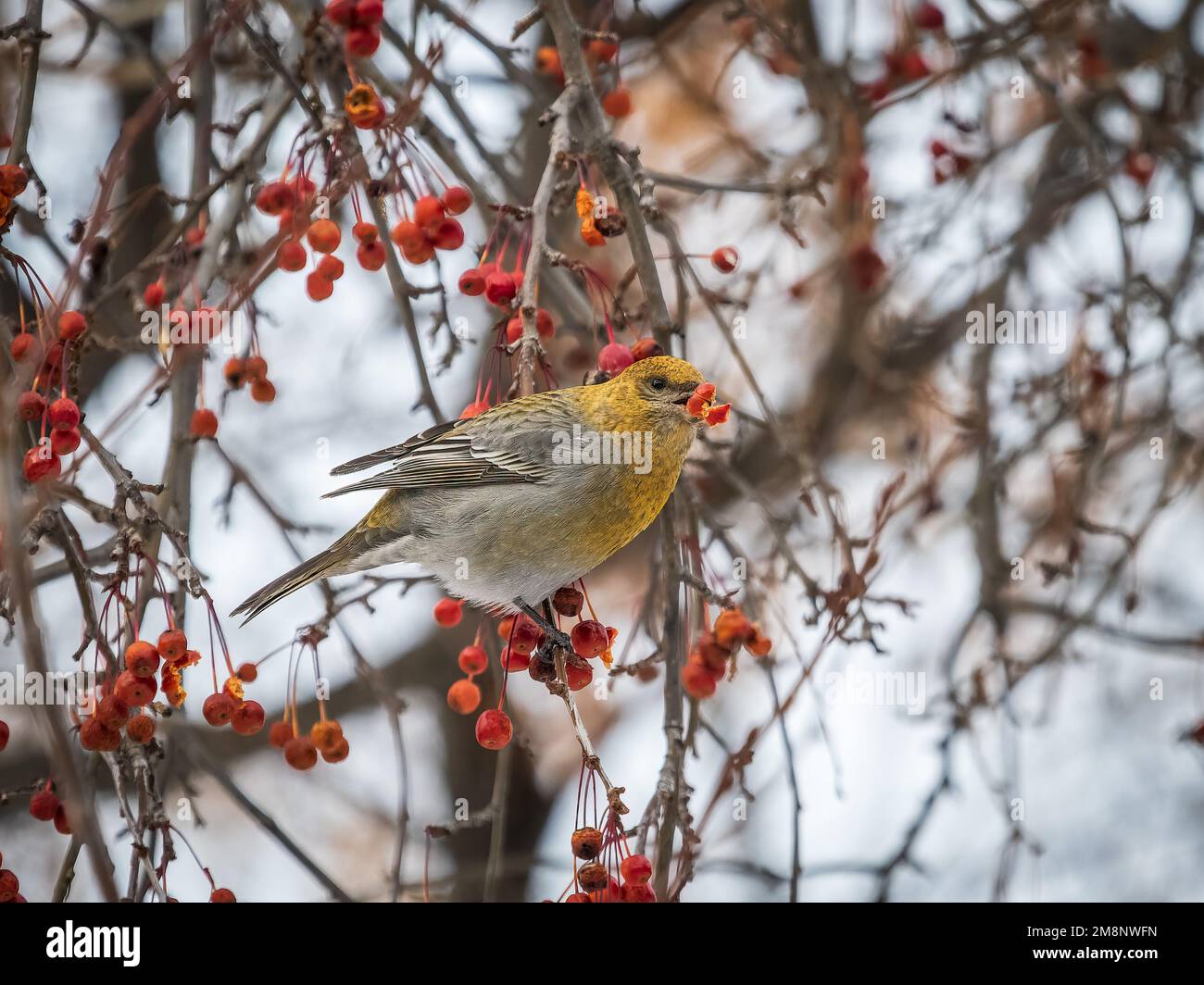 Kiefernschnabel-Weibchen, die im Winter rote Beeren isst. Weibchen Kiefernschnabel, Pinicola Enucleator, sitzt auf dem Ast und isst wilde Apfelbeeren i. Stockfoto