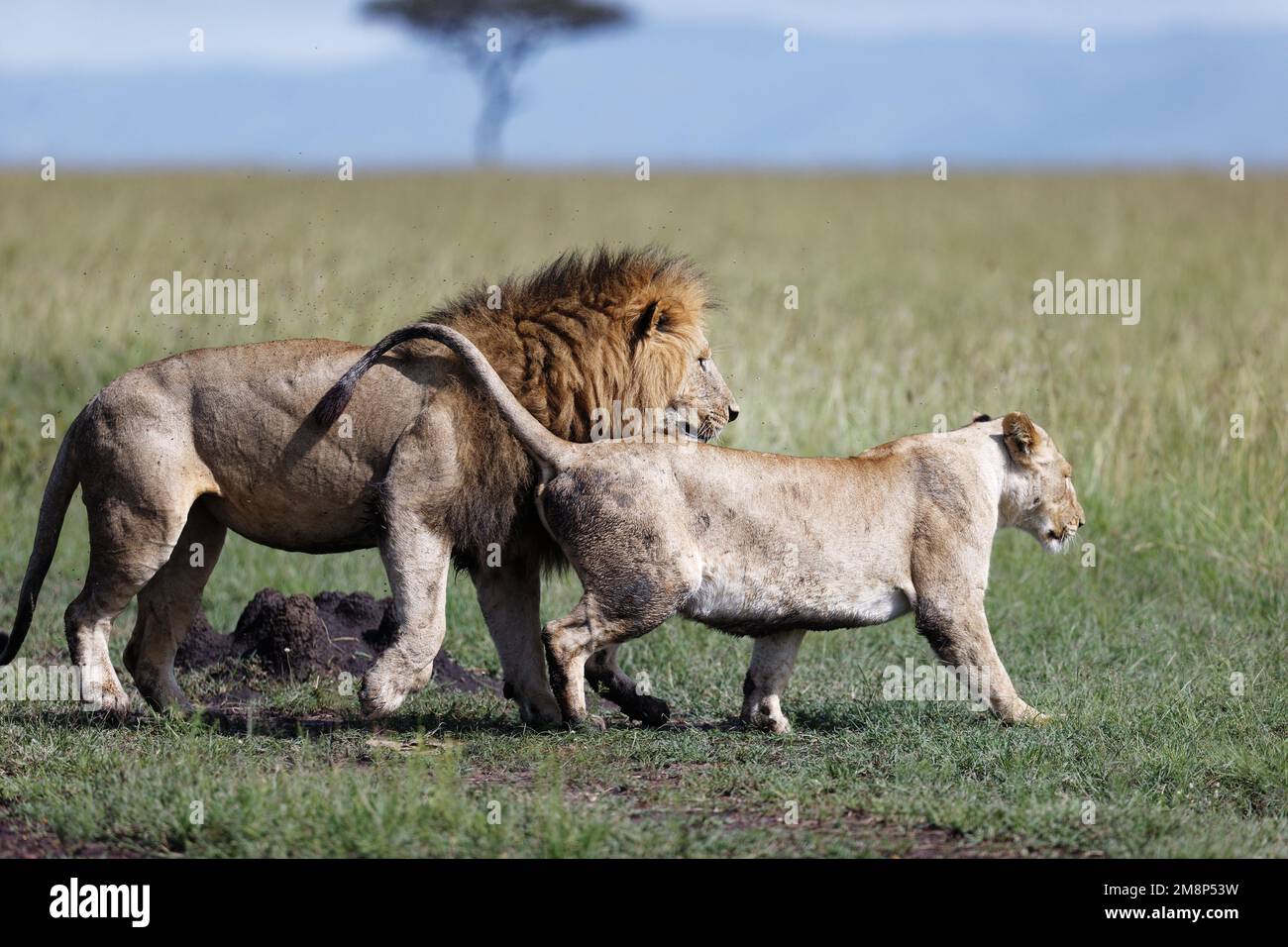 Eine schöne Aufnahme einer Löwin, die einen männlichen Löwen an einem sonnigen Tag in Kenia in einem Wildschutzgebiet verführt Stockfoto