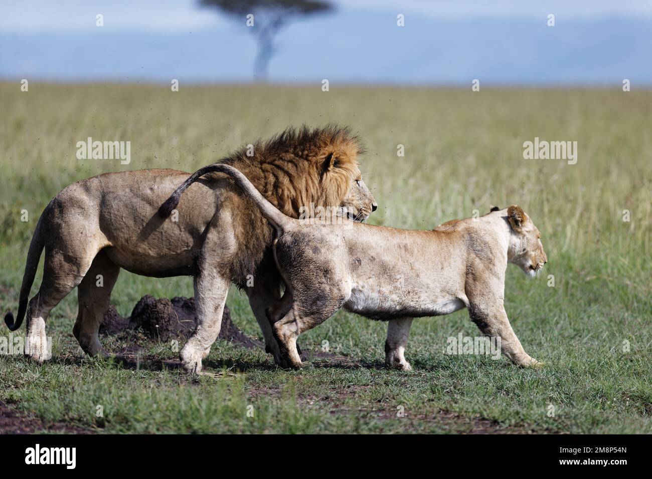 Eine Löwin verführt einen männlichen Löwen während der Paarungszeit in einem Naturschutzgebiet an einem sonnigen Tag in Kenia Stockfoto