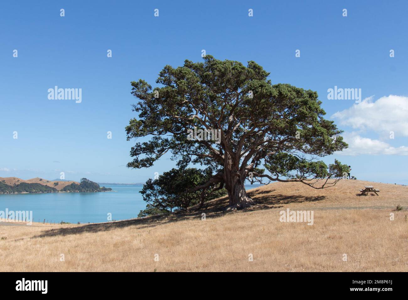 Der Blick auf die malerische Landschaft mit großen Bäumen, trockenem Gras und blauem Meer im Hintergrund an einem sonnigen Tag, Duder Regional Park, Auckland City, Neuseeland. Stockfoto