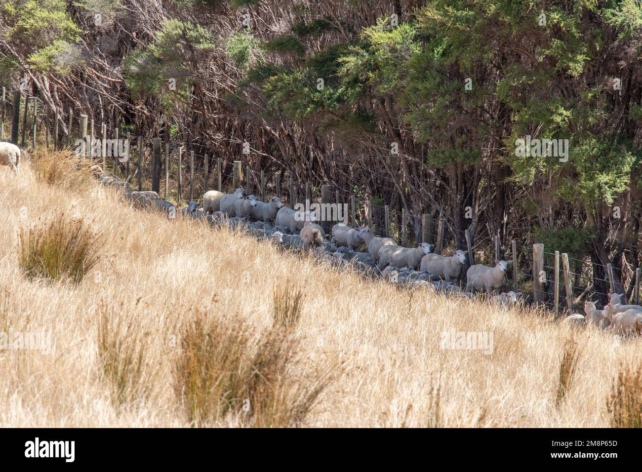Die Aussicht auf Schafherden, die sich an einem sonnigen Tag unter dem Schatten der Bäume verstecken, Duder Regional Park, Auckland City, Neuseeland. Stockfoto